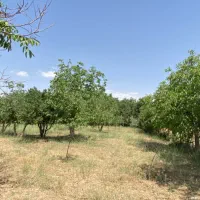 ۵۰۰ متر باغ کوی پزشکان