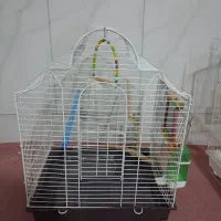 قفس پرنده
