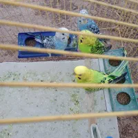 مرغ عشق