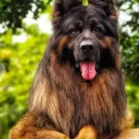 توله ژرمن شولاین پوزه خرسی