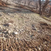 مشارکت در تاسیس باغ