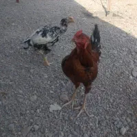 مرغ لاری و خروس دورگه