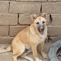 واگذاری توله چهار ماهه سراب