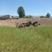 کره الاغ نر