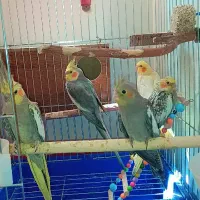 جوجه عروس هلندی