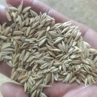 جو بش|لوازم جانبی حیوانات|سروستان, |دیوار