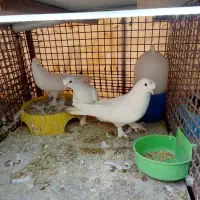 کبوتر یا کفتر ترک ورنگی
