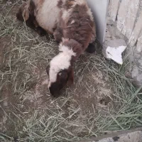 گوسفند  قورچ
