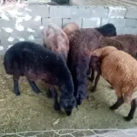 همو|حیوانات مزرعه|درگز, |دیوار
