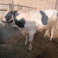 گوساله نر