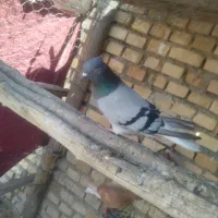 کبوتر دمسفید ماده