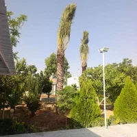 نخل|گل و گیاه طبیعی|خفر, |دیوار