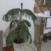 گل زیبا