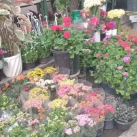 کلیه کار های باغبانی و سمپاشی