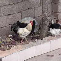 فروش، خروس جوان در لاهیجان