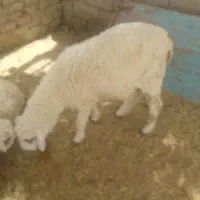 بره‌مری‌نر