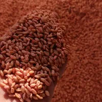 بذر گندم دیم صدرا بوجاری شده