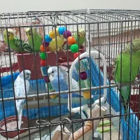 مرغ عشق|پرنده|خلخال, |دیوار