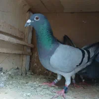 کبوتر مسافتی