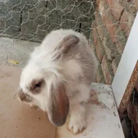 سه عدد خرگوش زرنگ باهوش و سرهال