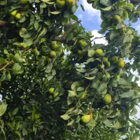 فروش گلابی  اسپادانا