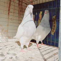 جفت کله الماسی