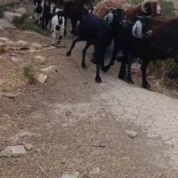 فروش پنجاه عدد بره وکهره بز سالم