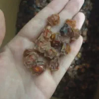 آلو خشک تازه و نرم