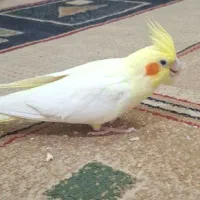 عروس هلندی ماده یک ساله