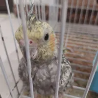 عروس هلندی جفت درحال تخم
