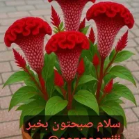 نیاز به یک نیروی خانم