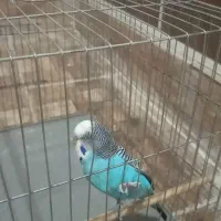 مرغ عشق نر انگلیسی