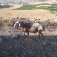 غوچ چینی فروشی