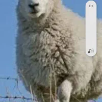 گوسفند زنده