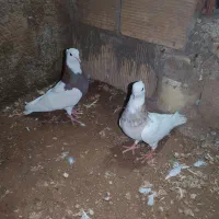 طوقی همه رنگ
