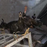 مرغ عربی