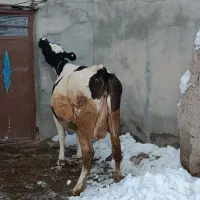 گاو شیری|حیوانات مزرعه|هشترود, |دیوار