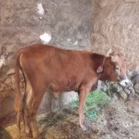 گوساله نر