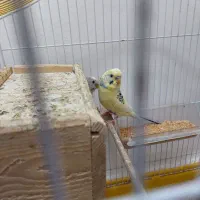 مرغ عشق به همراه جوجه به فروش میرسد