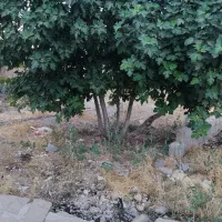 زمین-تجاری