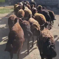 ۲۵ میش دودندون کاور قزل افشار و افشاری قوچ خورده