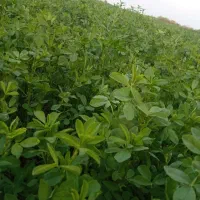 بذر یونجه پایه بلندباتناژ فوق العاده