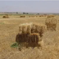 پرس گندم وجو