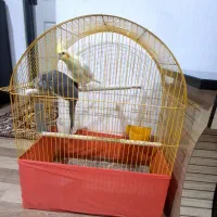 عروس هلندی