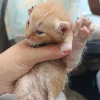 بچه گربه