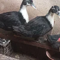 تعدادی خروس واردک