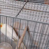 طوطی جفت لوتینو ب شرط با جوجه