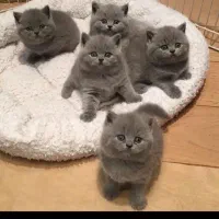 توله گربه اسکاتیش بریتیش چشم رنگی