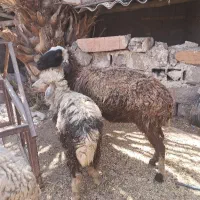 گوسفند و بره