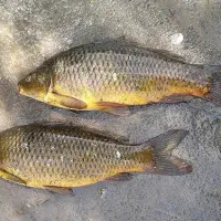 ماهی کپور
